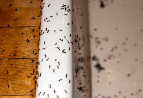 Best Insect Control  in Brooklyn, IN