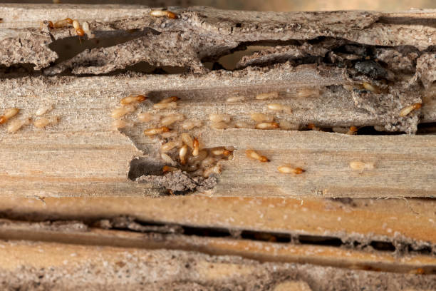 Best Wildlife Control Services  in Brooklyn, IN